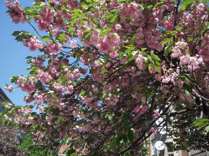 На майские праздники в Ужгороде цветут сакуры